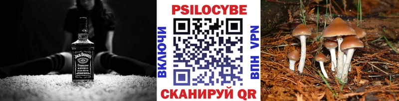купить  цена  Королёв  Галлюциногенные грибы Psilocybe 